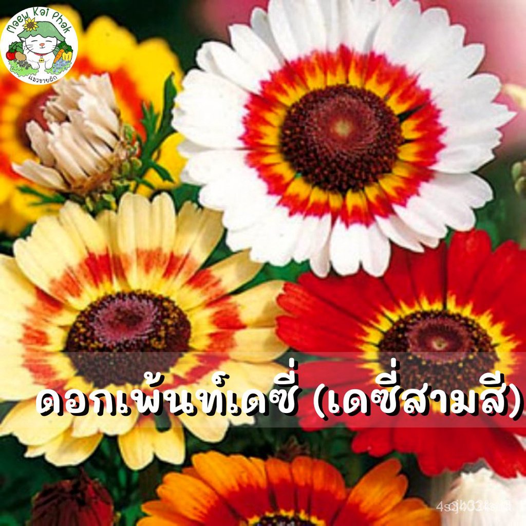 ผลิตภัณฑ์ใหม่-เมล็ดพันธุ์-เมล็ดพันธุ์-ดอกเพ้นท์เดซี่-เดซี่สามสี-painted-daisy-mix-150เมล็ด-นำเข้าจากต่างประเท-ต้นอ่อน