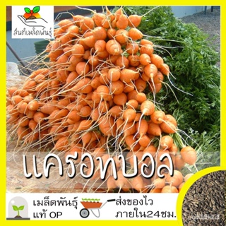 ผลิตภัณฑ์ใหม่ เมล็ดพันธุ์ เมล็ดพันธุ์คุณภาพสูงในสต็อกในประเทศไทย พร้อมส่ง ะให้ความสนใจของคุณเมล็ดอวบอ้วน แครอมก /ต้นอ่อน