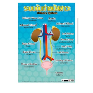 ระบบขับถ่ายปัสสาวะ EQ 517  โปสเตอร์สื่อการสอนหุ้มพลาสติกอย่างดีขนาด 50 * 70 cm