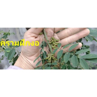 🌿เมล็ดคราม 1,000 เมล็ด 🌿  indigo seeds 🌿พร้อมคู่มือแนะนำการปลูก-การทำเนื้อคราม-ก่อหม้อคราม