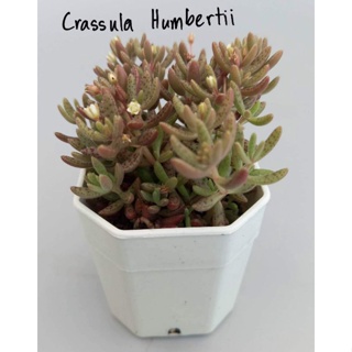 (ลดเพิ่ม 50% สูงสุด 100 ใส่โค้ด INCLV33) Crassula Humbertii #กุหลาบหิน #ไม้อวบน้ำ กระถางสองนิ้ว ส่งพร้อมกนะถาง