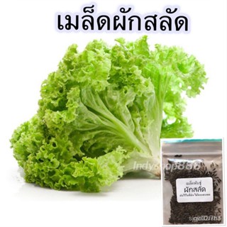 ผลิตภัณฑ์ใหม่ เมล็ดพันธุ์ เมล็ดพันธุ์สลัด(แกรนด์แรปิด) 300-500 เมล็ดคัดพิเศษ [ซื้อ 10 แถม 1] 3VSR คละ สวนครัว/ง่าย SQSP