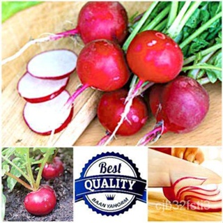 （คุณภาพสูง เมล็ด）เมล็ดพันธุ์ เรดิชสีแดง Red Cherry Belle Radish ธัญพืช คุณภาพนำเข้า 100 เมล็ด พันธุ์ไม้ผล เมล็ดพ/ต้นอ่อน