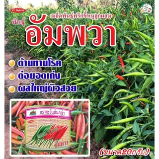 ผลิตภัณฑ์ใหม่ เมล็ดพันธุ์ เมล็ดพันธุ์คุณภาพสูงในสต็อกในประเทศไทย พร้อมส่ง ะให้ความสนใจของคุณเมล็ดพริกขี้หนู อัมพ ค/ง่าย