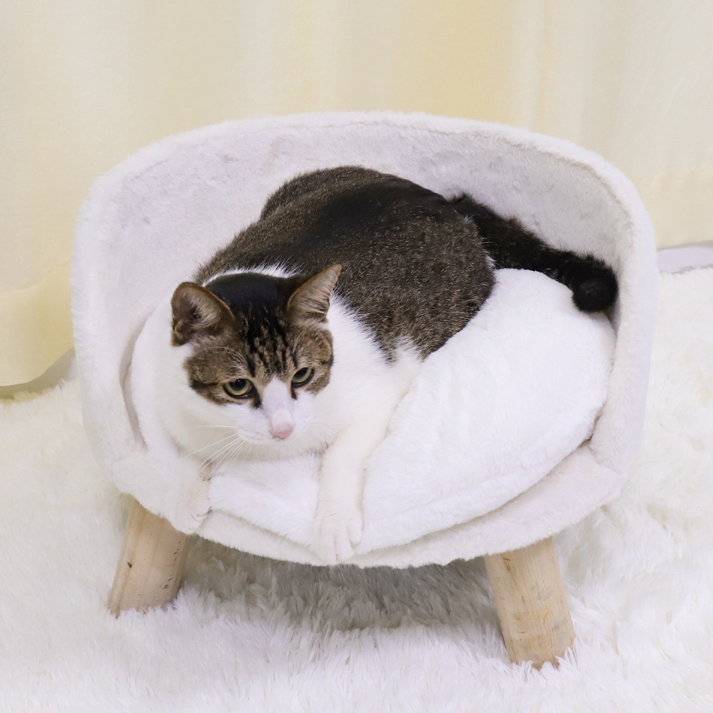 bingopaw-เตียงโซฟาสำหรับสัตว์เลี้ยงยกเก้าอี้แมวสุนัขขนาดเล็กเตียงโซฟาถอดเบาะนอนได้-elevated-pet-bed-nordic-pet-stool-bed
