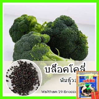 พร้อมส่ง ❗ รหัส 083 เมล็ดพันธุ์แท้ OP แท้ บล็อคโคลี่ พันธุ์วอทัม29 ปลูกง่าย /ง่าย ปลูก สวนครัว เมล็ด/ต้นอ่อน JXME