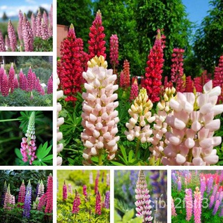 （คุณภาพสูง เมล็ด）ลูปิน（Lupine Flower Seed）เมล็ดพันธุ์คุณภาพสูง 100 เมล็ด ดอกไม้สวย เมล็ดพันธุ/งอก ผัก ปลูก /งอก FH5J