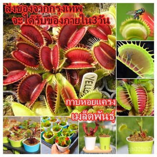 （คุณภาพสูง เมล็ด）โปรโมชั่น ไม้กินแมลงปากแดง 30 Seeds กาบหอยแครงปากแดง (Venus Flytrap Seed) Flower Se/งอก ผัก ป/คะน RC2D