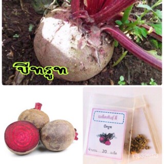 （คุณภาพสูง เมล็ด）เมล็ดพันธุ์ บีทรูท 100 เมล็ด Beetroot ✅ราคาถูกปลูกง่าย ปลูกไว้ทานกินเองซื้อ1/ง่าย ปลูก สวนครัว /กะเพรา