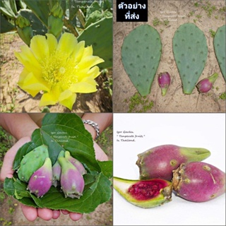 (1ใบ) ใบ พริกลี่แพร์ พันธุ์ ฮูมิฟูซ่า Prickly Pear Humifusa กระบองเพชรทานผล กระบองเพชร ทานผล กินได้ กินใบ ทานใบ / พิสุทธ