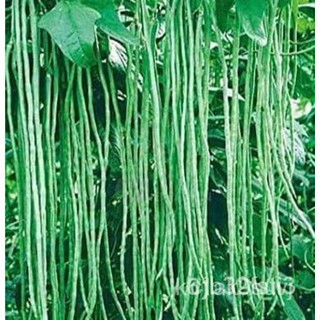 ผลิตภัณฑ์ใหม่ เมล็ดพันธุ์ จุดประเทศไทย ❤SITAW SEEDS 1 METER LONG (STRING BEANS)เมล็ดอวบอ้วน 100% รอคอยที่จะให้คว/ง่าย PB