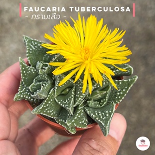 Faucaria tuberculosa กรามเสือ ไม้อวบน้ำ กุหลาบหิน cactus&amp;succulent