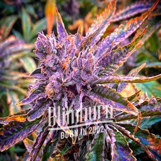 เมล็ดพันธุ์กัญชา Gorilla Purple Auto Feminised Cannabis Seeds เพศเมีย เมล็ดกัญชานอก เมล็ดค่าย Blimburn แท้100% แบ่งขาย