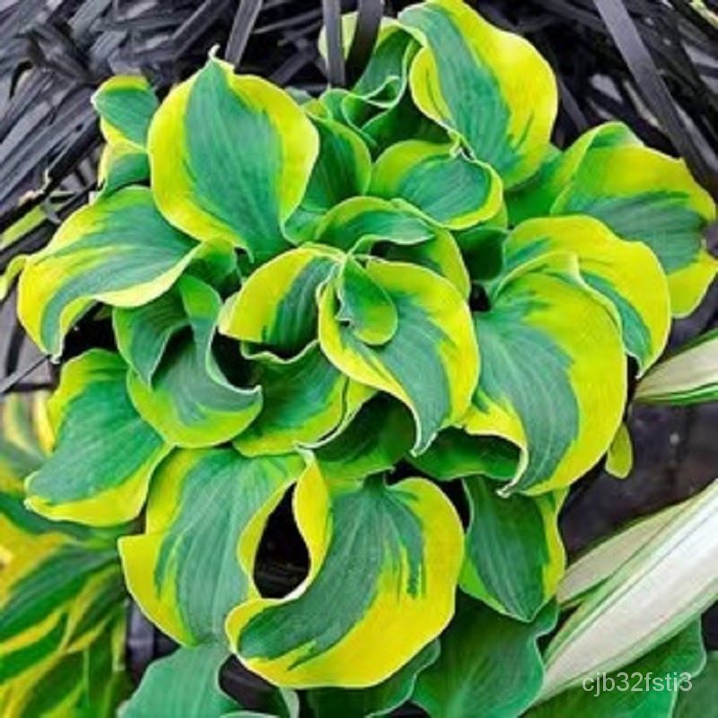 คุณภาพสูง-เมล็ด-50pcs-bag-บีโกเนีย-color-mixing-begonia-seeds-hosta-plantaginea-flower-see-ง่าย-ปลูก-สวนครัว-ต้นอ่อน