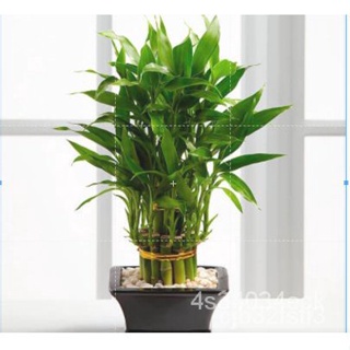 ผลิตภัณฑ์ใหม่ เมล็ดพันธุ์ 2022ไผ่กวนอิมแคระ Dracaena sanderiana 1ก่อ/ชุด ก่อนึงมี 5 ชั้น (ตามรูป)เมล็ดอวบอ้วน 10/มะระ HP