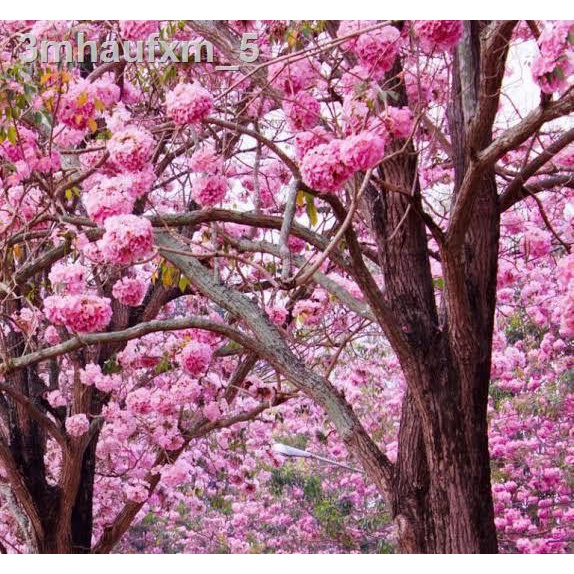 เมล็ดนางพญาเสือโคร่ง-100-เมล็ด-ซากุระเมืองไทย-เมล็ดพันธุ์-ดอกนางพญาเสือโคร่ง