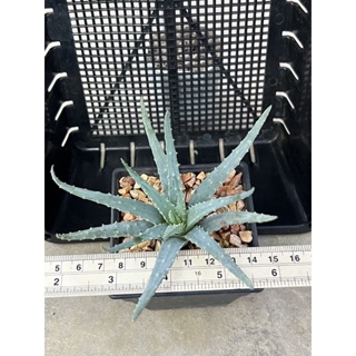 aloe humilis อโรฮิวมิริส