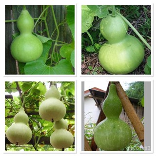 （คุณภาพสูง เมล็ด）เมล็ดพันธุ์ น้ำเต้าเซียน (Bottle Gourd Seed) บรรจุ 5 เมล็ด ผลอ่อนใช้ประกอบอา/งอก ปลูก/งอกครัว /งอก DB9H