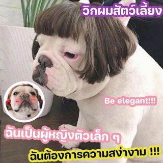 😂พร้อมส่ง🐕‍🦺หมวกสัตว์เลี้ยง วิกผมสังเคราะห์สําหรับสัตว์เลี้ยงสุนัขแมว วิกผมสัตว์เลี้ยง ตลกและน่ารัก