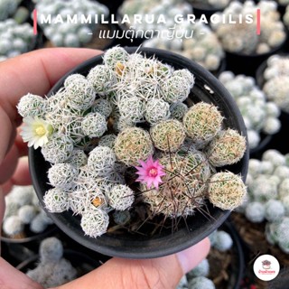 แมมตุ๊กตาญี่ปุ่น Mammillarua gracilis ไม้อวบน้ำ กุหลาบหิน cactus&succulentหลากหลายสายพันธุ์