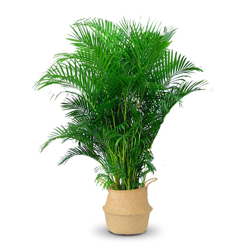 คุณภาพสูง-เมล็ด-10แคปซูล-ถุง-เมล็ดปาล์มอาริกา-areca-palm-seeds-ต้นไม้มงคล-ต้นไม้ฟอกอากาศ-ต-ง่าย-ผัก-ปลูก-ง่าย-hnql