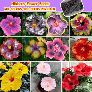ผลิตภัณฑ์ใหม่ เมล็ดพันธุ์ 2022อัตรางอกสูง!! เมล็ดบอนสีสวยๆ Mixed Colors Hibiscus Flower Seeds (บรรจุ 100 เมล็ด) /ง่าย J7