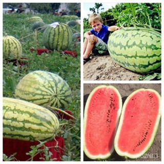 （คุณภาพสูง เมล็ด）Giant Watermelon Seeds 20ชิ้น / แพ็ค เมล็ดแตงโม สามารถปลูกได้ทั่วประเทศไทย ต้นไม้ เมล็ดพันธุ์ พ/ต้นอ่อน