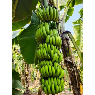 กล้วยหอม​สายพันธุ์​ G9​ (cavendish g9)​