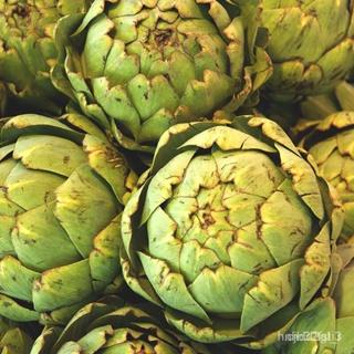 ผลิตภัณฑ์ใหม่ เมล็ดพันธุ์ จุดประเทศไทย ❤Artichoke seed artichoke vegetable green artichoke seed 50 seeds (not l /งอก 5I6