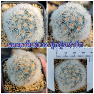 คามิเน่ขาว ส่งทั้งระถาง Mammillaria Carmenae ไม้ชำหน่อ ดอกสีขาวครีม น่ารักมาก (แมมมิลาเรีย, คามิเน่, แคดตัส)