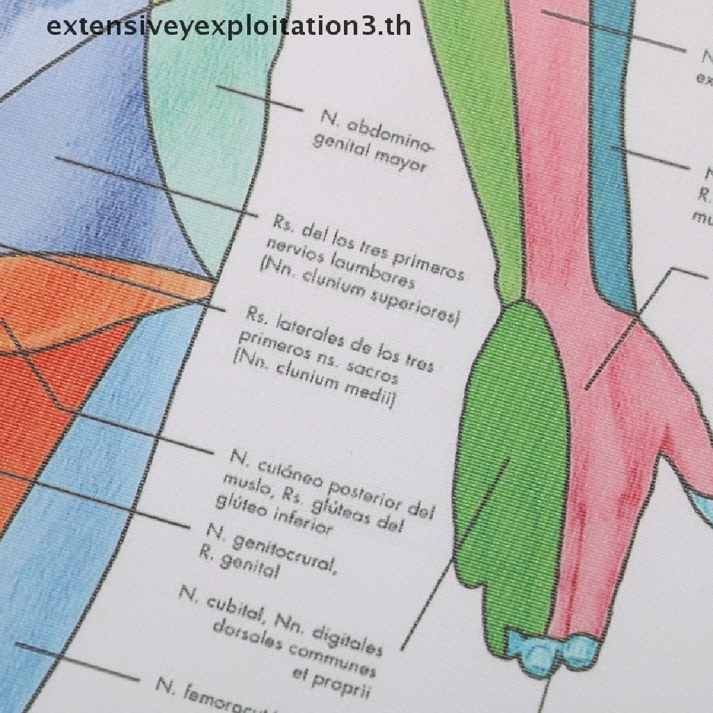 amp-home-amp-human-anatomy-โปสเตอร์-แผนที่ร่างกาย-กล้ามเนื้อ-ผ้าไหม-สําหรับตกแต่งผนังบ้าน