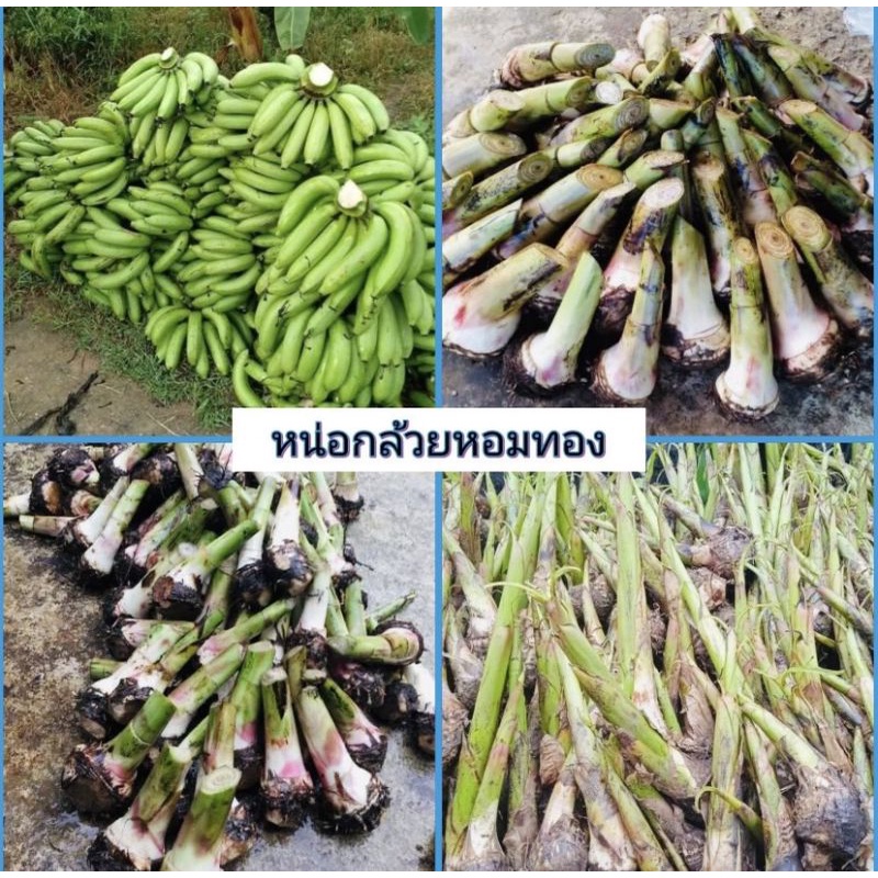 หน่อกล้วยหอมทองแท้ 100% พันธุ์เดียวกับในเซเว่นชุด 1️⃣0️⃣หน่อ 1️⃣5️⃣0️⃣ บาทลดราคาพิเศษ จัดส่ง ขุดหน่อพันธุ์ดี พันธุ์แท้