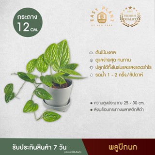 พลูปีกนก (XL) ลายใบสวย มันเงา ต้นไม้ฟอกอากาศ ดูดสารพิษ เลี้ยงน้ำได้ ต้นไม้ประดับ ต้นไม้มงคล ต้นไม้มินิมอล - easyplant