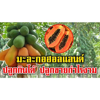 เมล็ดพันธุ์ มะละกอฮอลแลนด์ คัดสายพันธุ์ดีแบ่งขาย 10-200 เมล็ด งอกง่าย เมล็ดใหม่เก็บได้นาน รสหวาน ทานอร่อย ปลูกขายได้ง่าย