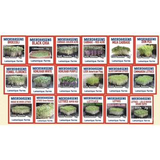 เมล็ดพันธุ์ ใหม่ สายพันธุ์ จุดประเทศไทย ❤Microgreens seeds SET B high quality microgreens sprout seeds NON-GMO M/กะเพรา