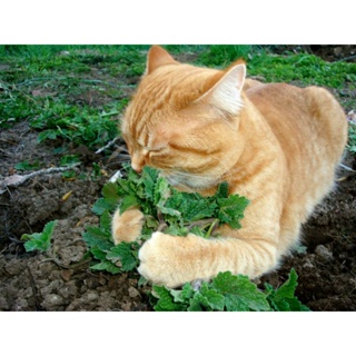 ผลิตภัณฑ์ใหม่ เมล็ดพันธุ์ 10PCS Fresh Catnip Seeds USA Garden Vegetable Catnips Catmint Catswort Herb Seed XQBZ /ต้นอ่อน