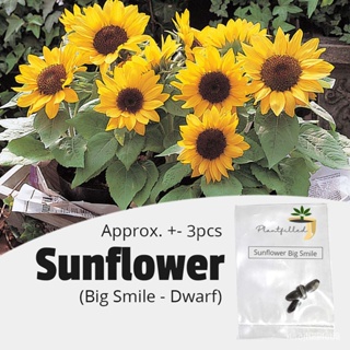 ผลิตภัณฑ์ใหม่ เมล็ดพันธุ์ จุดประเทศไทย ❤[Plantfilled] Sunflower Big Smile Dwarf Flower Seeds - 3 Seedsเมล็ดอวบอ้/มะระ DN