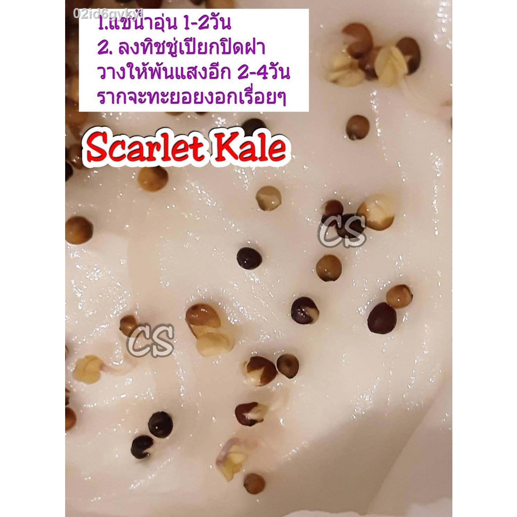 kale-scarlet-คะน้าใบหยิกสีม่วง-นำเข้าจากฮอลแลนด์-เมล็ดคุณภาพ-อัตราการงอกสูง-70-ขึ้น-ซองละ-18-22-เมล็ด