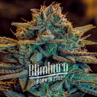 เมล็ดพันธุ์กัญชา Sweet Zombie Auto Feminised Cannabis Seeds เพศเมีย เมล็ดกัญชานอก เมล็ดค่าย Blimburn แท้100% แบ่งขาย