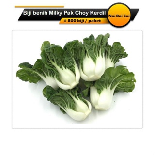 ผลิตภัณฑ์ใหม่ เมล็ดพันธุ์ จุดประเทศไทย ❤เมล็ดพันธุ์Biji Benih Milky Pak Choy Kerdil / Nai Bai Cai seedsเมล็ดอวบ /งอก W0T