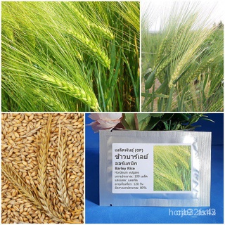 ผลิตภัณฑ์ใหม่ เมล็ดพันธุ์ จุดประเทศไทย ❤เมล็ดอวบอ้วน ข้าวบาร์เลย์ (Barley Rice Seed) บรจจุ 100 เมล็ด คุณภาพดี รา/กะเพรา