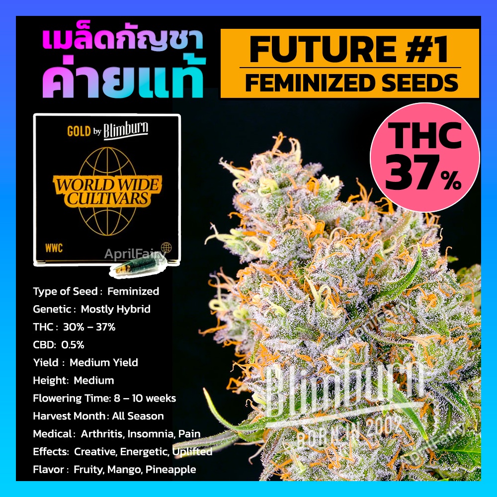 เมล็ดพันธุ์กัญชา-future-1-feminised-cannabis-seeds-เพศเมีย-เมล็ดกัญชานอก-เมล็ดค่าย-blimburn-แท้100-แบ่งขาย