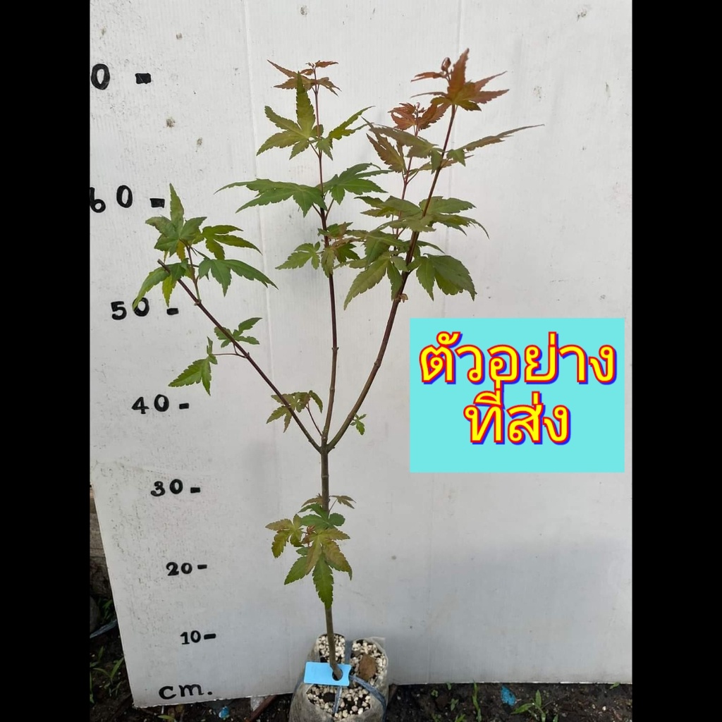 1ต้น-เมเปิ้ล-maple-tree-ต้นเมเปิ้ล-สี-เหลือง-แดง-ศรัณย์รักษ์