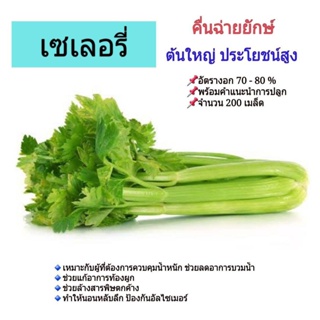 ผลิตภัณฑ์ใหม่ เมล็ดพันธุ์ เมล็ดพันธุ์คุณภาพสูงในสต็อกในประเทศไทยเซเลอรี่ Celery คื่นฉ่ายยักษ์ คื่นฉ่ายฝรั่ง 200 /กะเพรา
