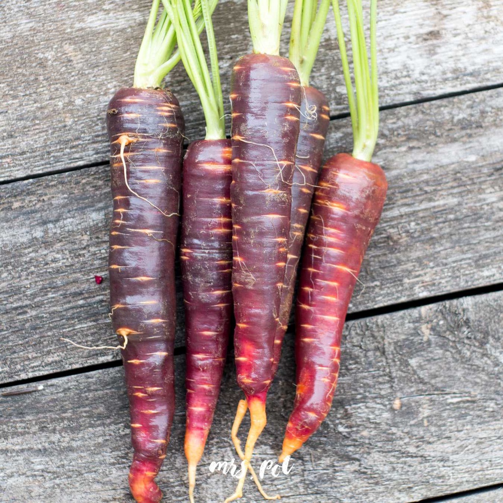 เมล็ดแครอทม่วง-purple-carrot-นำเข้าจากสหรัฐอเมริกา