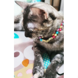 Elastic cat collar ‼️ 🌈 ปลอกคอลูกปัด สีสันสดใสงานhandmade 🟡🟢🟣🟡🔴แม่ค้าขอเตรียมอออร์เดอร์2-3วันนะค่า