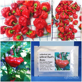 （คุณภาพสูง เมล็ด）เมล็ดพันธุ์ พริกจาไมก้า สีแดง (Red Jamaica Pepper Seed) บรรจุ 20 เมล็ด คุณภา/ง่าย ปลูก สวนครัว /มะระ QK