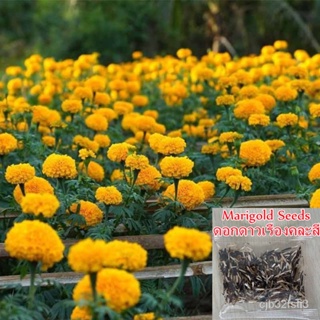 （คุณภาพสูง เมล็ด）ของแท้ 100% เมล็ด ดาวเรืองฝรั่งเศส คุณภาพ ( French Marigold 100 Seeds )  ต้น/ง่าย ปลูก สวนครัว /ต้นอ่อน