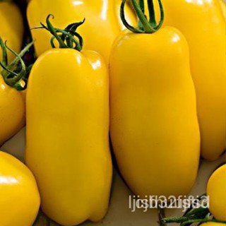 ผลิตภัณฑ์ใหม่ เมล็ดพันธุ์ สปอตสินค้า❤เมล็ดอวบอ้วน มะเขือเทศกล้วย (Yellow Banana Lag Tomato Seed) บรรจุ 20 เมล็ด  ค/ง่าย