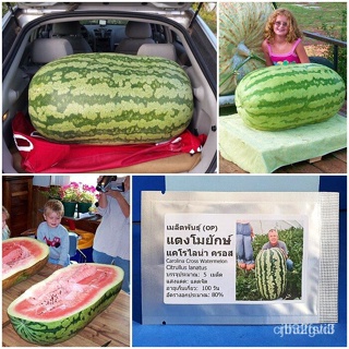ผลิตภัณฑ์ใหม่ เมล็ดพันธุ์ 2022เมล็ดอวบอ้วน แตงโมยักษ์ แคโรไลน่า ครอส  Carolina Cross Watermelon 5 เมล็ด คุณภาพด /งอก AK5
